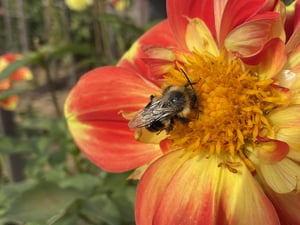 An insect found within the floral habitat